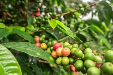 Come funziona la coltivazione del caffè? Dal clima al raccolto, tutto quello da sapere